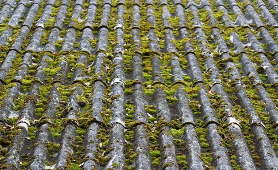 Moss-covered corrugated roof with rows of gray ridges and green growth in between